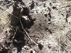 Polyrhachis sokolova