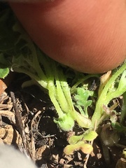 Nemophila pedunculata