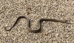 Thamnophis sirtalis