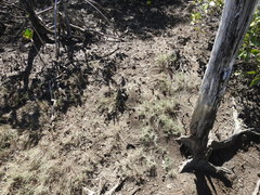 Polyrhachis sokolova