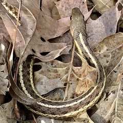 Thamnophis sirtalis