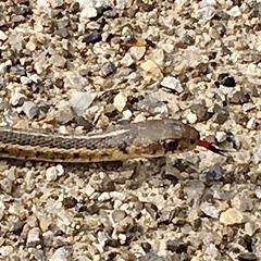 Thamnophis sirtalis