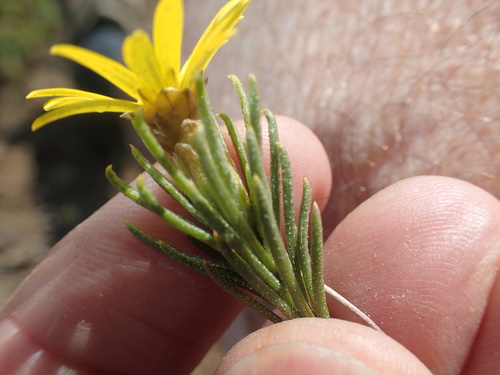 Image of Oedera acerosa by no rights reserved