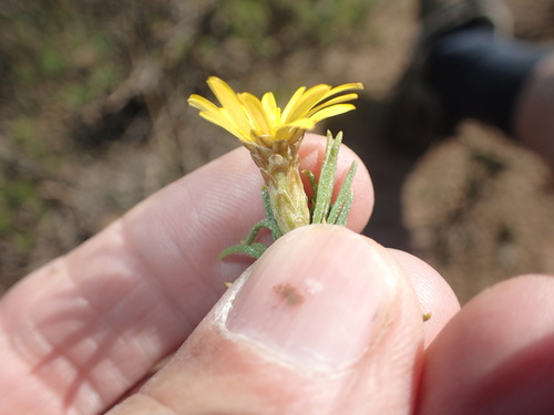 Image of Oedera acerosa by no rights reserved