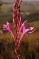 Watsonia fourcadei