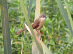 Prinia socialis