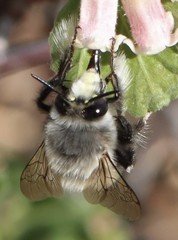 Anthophora pacifica