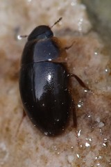 Enochrinae