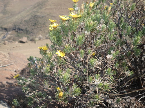 Image of Oedera acerosa by no rights reserved
