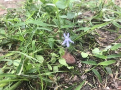 Lobelia quadrangularis