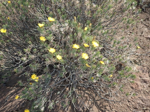Image of Oedera acerosa by no rights reserved