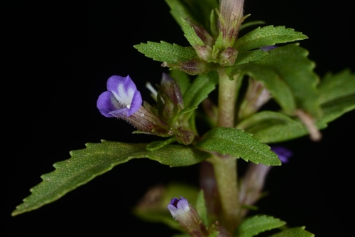 Limnophila repens observed 2020-11-28