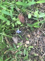 Lobelia quadrangularis