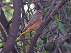 Phoenicurus ochruros