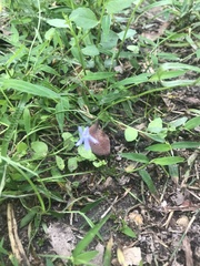 Lobelia quadrangularis