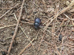 Phelotrupes auratus