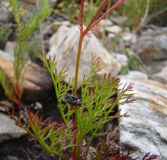 Pelargonium divisifolium