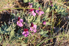 Viola trinervata