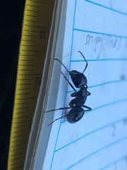 Camponotus laevigatus