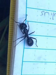 Camponotus laevigatus
