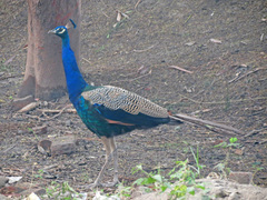 Pavo cristatus