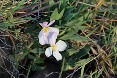 Viola trinervata