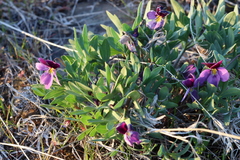 Viola trinervata