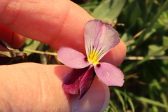 Viola trinervata
