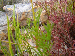 Pelargonium divisifolium
