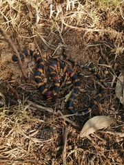 Pliocercus elapoides