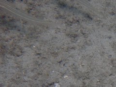 Valenciennea muralis