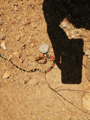 Pliocercus elapoides