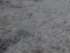 Valenciennea muralis