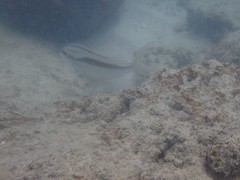 Scolopsis monogramma