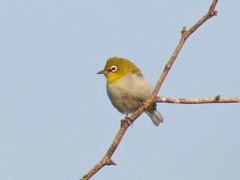 Zosterops palpebrosus