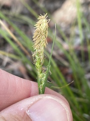 Carex triquetra