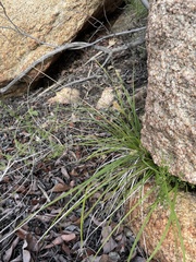 Carex triquetra