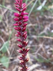 Hermbstaedtia odorata