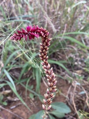 Hermbstaedtia odorata