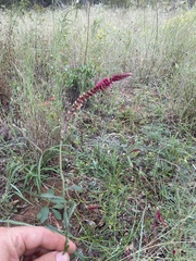 Hermbstaedtia odorata