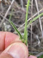 Solanum tenuilobatum