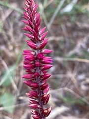 Hermbstaedtia odorata