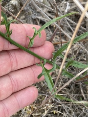 Solanum tenuilobatum