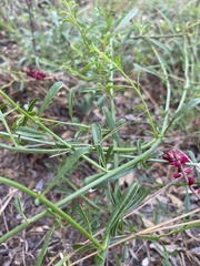 Hermbstaedtia odorata
