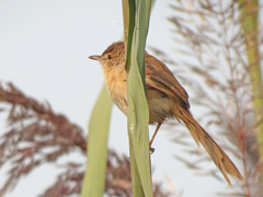 Prinia inornata