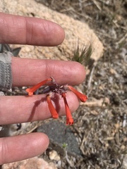 Penstemon subulatus