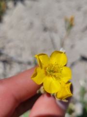 Mentzelia gracilenta