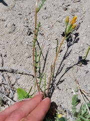 Mentzelia gracilenta