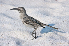 Mimus macdonaldi