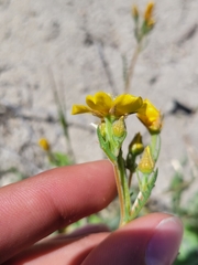 Mentzelia gracilenta
